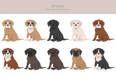 Boxane klipsi. Boksör köpeği Great Dane mix. Farklı ceket renkleri. Vektör illüstrasyonu