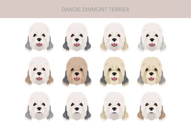 Dandie dinmont terrier puppy clipart. Different poses, coat colors set.  Vector illustration clipart