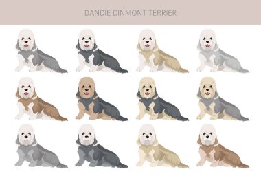 Dandie dinmont terrier puppy clipart. Different poses, coat colors set.  Vector illustration clipart