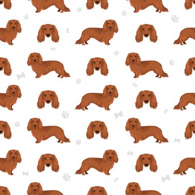 Dachshund uzun tüylü köpek deseni. Farklı ceket renkleri. Vektör illüstrasyonu