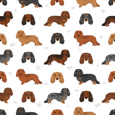 Dachshund uzun tüylü köpek deseni. Farklı ceket renkleri. Vektör illüstrasyonu