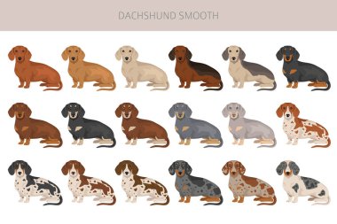 Dachshund kısa saçlı köpek klipsi. Farklı ceket renkleri. Vektör illüstrasyonu