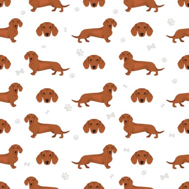 Dachshund kısa tüylü, dikişsiz köpek deseni. Farklı ceket renkleri. Vektör illüstrasyonu