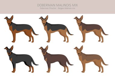 Doberman Malinois clipart. Belçikalı Malinois Doberman Pinscher karışımı. Farklı ceket renkleri. Vektör illüstrasyonu