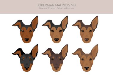 Doberman Malinois clipart. Belçikalı Malinois Doberman Pinscher karışımı. Farklı ceket renkleri. Vektör illüstrasyonu