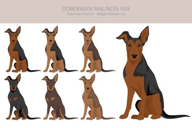 Doberman Malinois clipart. Belçikalı Malinois Doberman Pinscher karışımı. Farklı ceket renkleri. Vektör illüstrasyonu