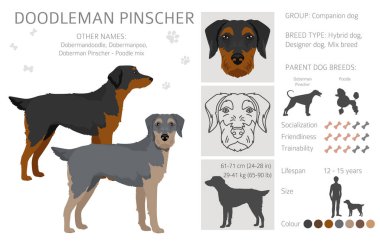 Doodleman Pinscher clipart. Doberman Pinscher kaniş karışımı. Farklı ceket renkleri. Vektör illüstrasyonu