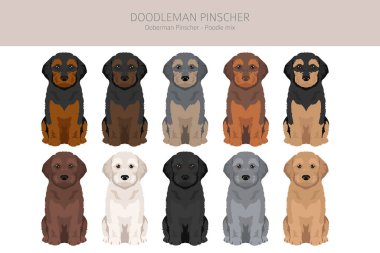 Doodleman Pinscher clipart. Doberman Pinscher kaniş karışımı. Farklı ceket renkleri. Vektör illüstrasyonu
