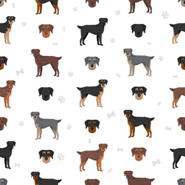Doodleman Pinscher kusursuz desen. Doberman Pinscher kaniş karışımı. Farklı ceket renkleri. Vektör illüstrasyonu