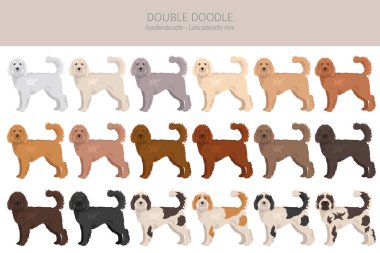 Çifte Doodle klipsi. Labradoodle - Goldendoodle karışımı. Farklı ceket renkleri. Vektör illüstrasyonu