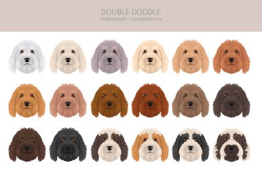 Çifte Doodle klipsi. Labradoodle - Goldendoodle karışımı. Farklı ceket renkleri. Vektör illüstrasyonu