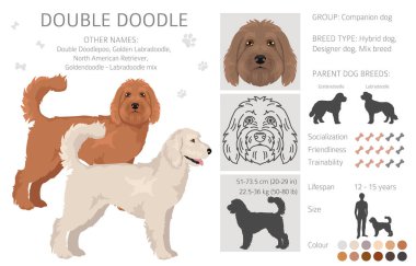 Çifte Doodle klipsi. Labradoodle - Goldendoodle karışımı. Farklı ceket renkleri. Vektör illüstrasyonu