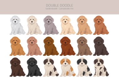 Çifte Doodle klipsi. Labradoodle - Goldendoodle karışımı. Farklı ceket renkleri. Vektör illüstrasyonu
