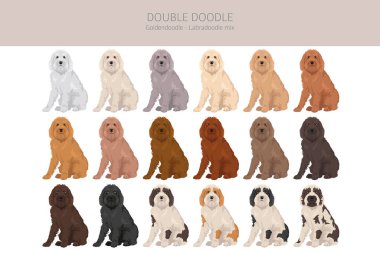 Çifte Doodle klipsi. Labradoodle - Goldendoodle karışımı. Farklı ceket renkleri. Vektör illüstrasyonu