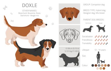 Doxle clipart. Dachshund-Beagle karışımı. Farklı ceket renkleri. Vektör illüstrasyonu