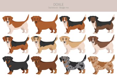 Doxle clipart. Dachshund-Beagle karışımı. Farklı ceket renkleri. Vektör illüstrasyonu