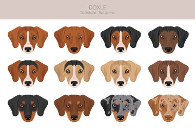 Doxle clipart. Dachshund-Beagle karışımı. Farklı ceket renkleri. Vektör illüstrasyonu