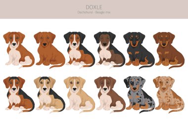 Doxle clipart. Dachshund-Beagle karışımı. Farklı ceket renkleri. Vektör illüstrasyonu