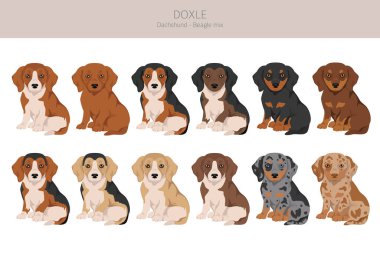 Doxle clipart. Dachshund-Beagle karışımı. Farklı ceket renkleri. Vektör illüstrasyonu