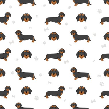 Dachshund teli tüylü, dikişsiz köpek deseni. Farklı ceket renkleri. Vektör illüstrasyonu
