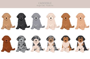 Cadoodle klipsi. Sert Collie kaniş karışımı. Farklı ceket renkleri. Vektör illüstrasyonu