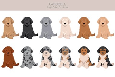 Cadoodle clipart. Rough Collie Poodle mix. Different coat colors set.  Vector illustration clipart