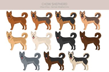 Chow Shepherd klipsi hazırlıyor. Chow chow German Shepherd karışımı. Farklı ceket renkleri. Vektör illüstrasyonu