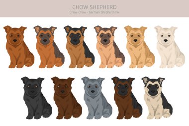 Chow Shepherd klipsi hazırlıyor. Chow chow German Shepherd karışımı. Farklı ceket renkleri. Vektör illüstrasyonu
