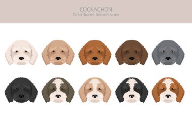 Cockachon klipsi. Cocker Spaniel Bichon Frise karışımı. Farklı ceket renkleri. Vektör illüstrasyonu