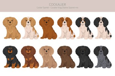 Cockalier klipsi. Cocker Spaniel Şövalye Kral Charles Spaniel karışımı. Farklı ceket renkleri. Vektör illüstrasyonu