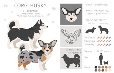 Corgi Husky karışık klipsi. Welsh Corgi Sibirya Husky karışımı. Farklı ceket renkleri. Vektör illüstrasyonu