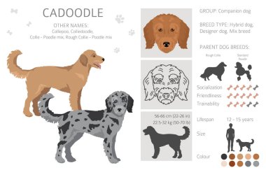 Cadoodle klipsi. Sert Collie kaniş karışımı. Farklı ceket renkleri. Vektör illüstrasyonu