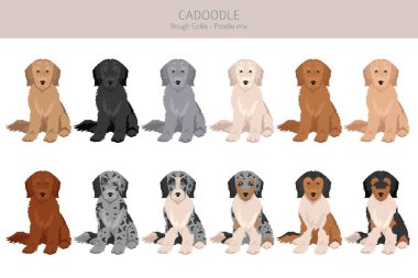 Cadoodle klipsi. Sert Collie kaniş karışımı. Farklı ceket renkleri. Vektör illüstrasyonu