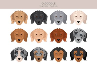 Cadoodle clipart. Rough Collie Poodle mix. Different coat colors set.  Vector illustration clipart