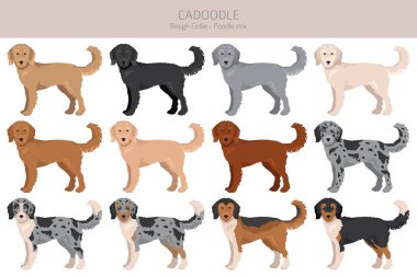 Cadoodle klipsi. Sert Collie kaniş karışımı. Farklı ceket renkleri. Vektör illüstrasyonu
