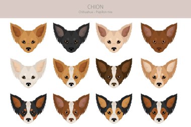 Chion klipsi. Chihuahua Papillon karışımı. Farklı ceket renkleri. Vektör illüstrasyonu