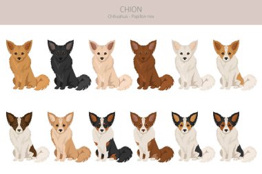Chion klipsi. Chihuahua Papillon karışımı. Farklı ceket renkleri. Vektör illüstrasyonu