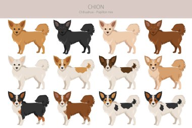 Chion klipsi. Chihuahua Papillon karışımı. Farklı ceket renkleri. Vektör illüstrasyonu