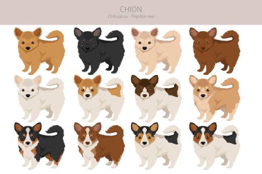 Chion klipsi. Chihuahua Papillon karışımı. Farklı ceket renkleri. Vektör illüstrasyonu
