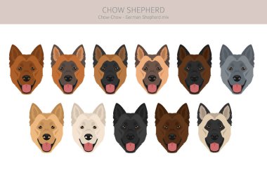 Chow Shepherd klipsi hazırlıyor. Chow chow German Shepherd karışımı. Farklı ceket renkleri. Vektör illüstrasyonu