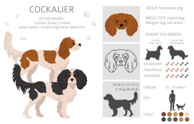 Cockalier klipsi. Cocker Spaniel Şövalye Kral Charles Spaniel karışımı. Farklı ceket renkleri. Vektör illüstrasyonu