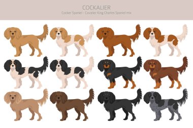 Cockalier klipsi. Cocker Spaniel Şövalye Kral Charles Spaniel karışımı. Farklı ceket renkleri. Vektör illüstrasyonu