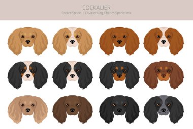Cockalier klipsi. Cocker Spaniel Şövalye Kral Charles Spaniel karışımı. Farklı ceket renkleri. Vektör illüstrasyonu