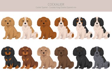 Cockalier klipsi. Cocker Spaniel Şövalye Kral Charles Spaniel karışımı. Farklı ceket renkleri. Vektör illüstrasyonu