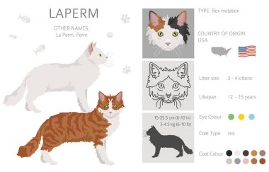 La Perm Cat klibi. Tüm ceket renkleri ayarlandı. Tüm kediler karakteristik bilgi kaynaklarına sahiptir. Vektör illüstrasyonu