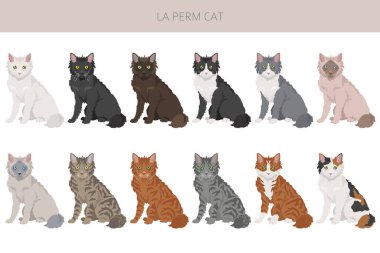 La Perm Cat klibi. Tüm ceket renkleri ayarlandı. Tüm kediler karakteristik bilgi kaynaklarına sahiptir. Vektör illüstrasyonu