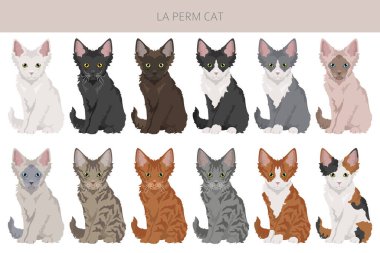 La Perm Cat klibi. Tüm ceket renkleri ayarlandı. Tüm kediler karakteristik bilgi kaynaklarına sahiptir. Vektör illüstrasyonu