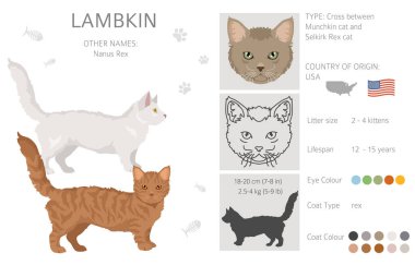 Lambkin Cat klibi. Tüm ceket renkleri ayarlandı. Tüm kediler karakteristik bilgi kaynaklarına sahiptir. Vektör illüstrasyonu