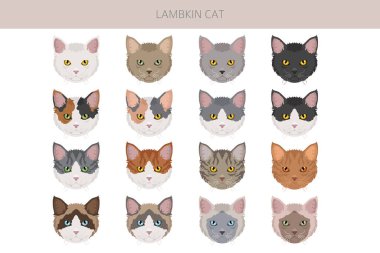 Lambkin Cat klibi. Tüm ceket renkleri ayarlandı. Tüm kediler karakteristik bilgi kaynaklarına sahiptir. Vektör illüstrasyonu