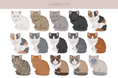 Lambkin Cat klibi. Tüm ceket renkleri ayarlandı. Tüm kediler karakteristik bilgi kaynaklarına sahiptir. Vektör illüstrasyonu